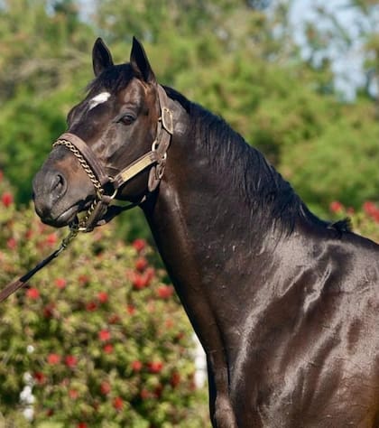 El caballo Emmanuel que en febrero de este año fue dado a prestar servicios en el HARAS LA TUTINA. Fuente: @haraslageneracion en Instagram