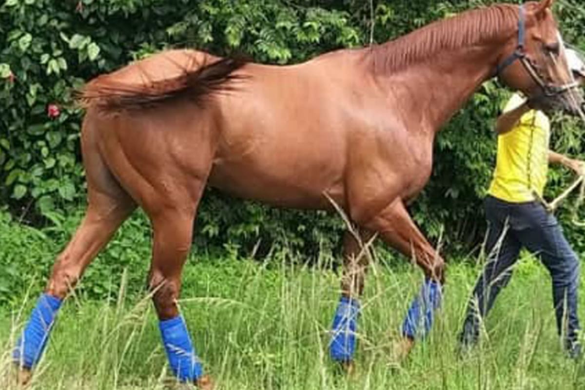 El caballo fue ocho veces campeón. Fuente: Twitter (@RamonRamong26)