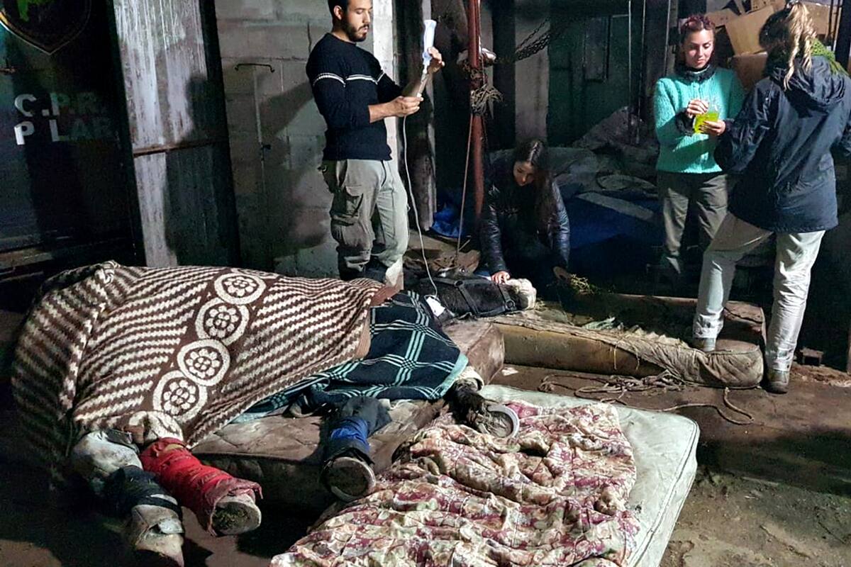 El caballo Gato, en el Centro de Rescate y Rehabilitación Equino, tras ser robado y recuperado con severas quebraduras; poco después, murió