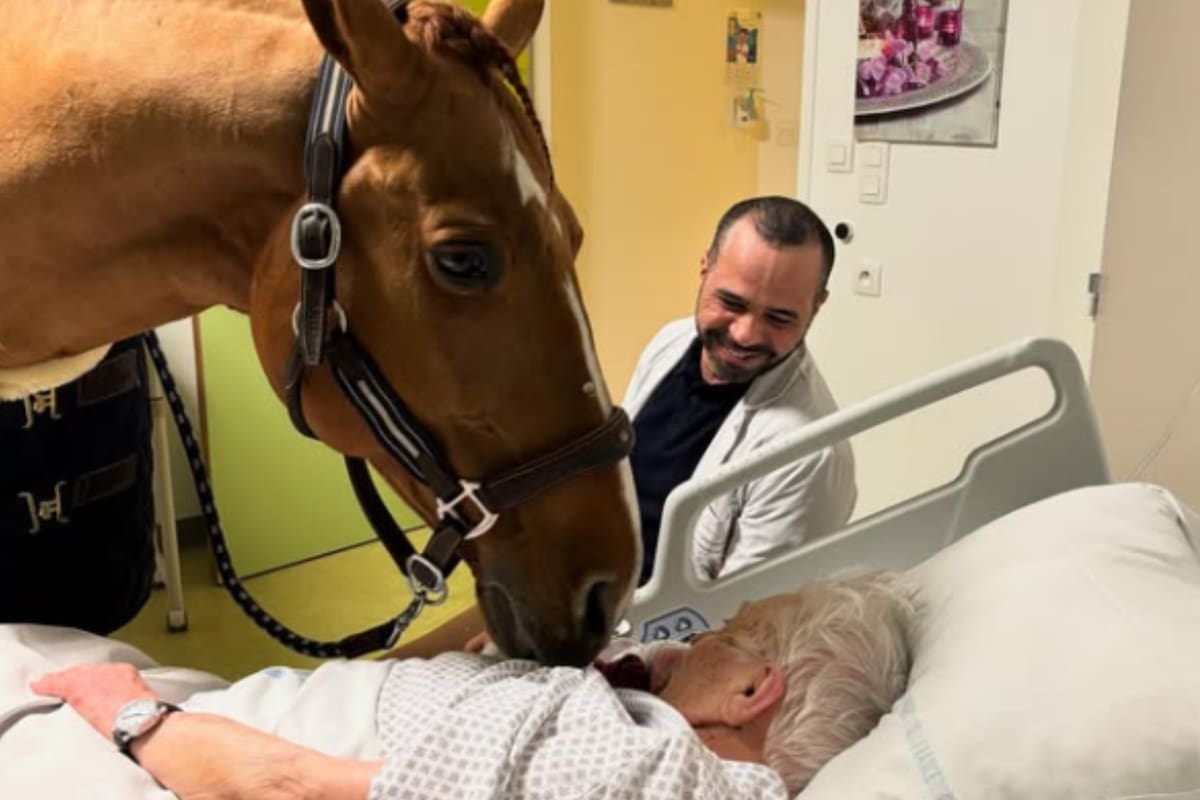 El caballo siente una conexión especial con los pacientes (Foto: @docteur_peyo)