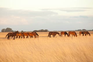 El caballo, aliado indispensable y único patrimonio del gaucho