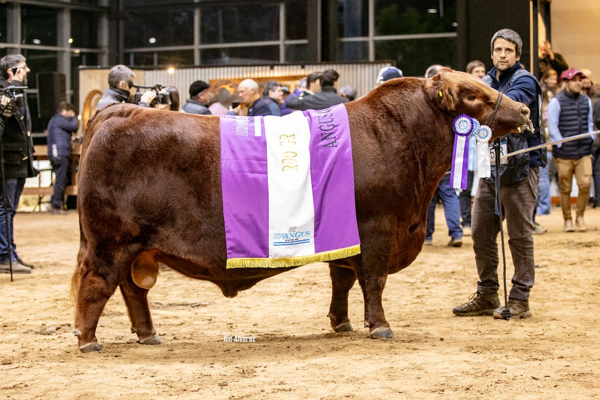 El cabañero Ricardo Orazi (h) y Torniquete en la Exposición de Otoño de Angus en mayo pasado, donde se consagró como Reservado de Gran Campeón Macho de Otoño