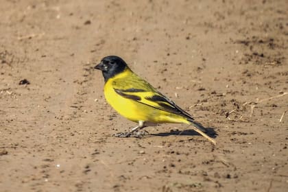 El cabecitanegra común (Spinus magellanicus) es un pequeño pájaro que pertenece a la familia Fringillidae. Es originario de Sudamérica y se encuentra principalmente en Argentina, Chile y el extremo sur de Brasil.