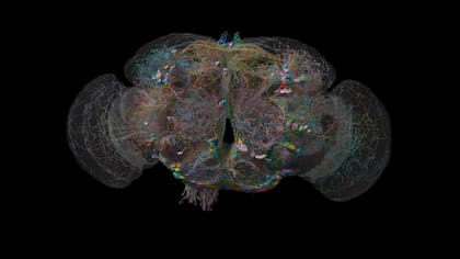 El cableado dentro del cerebro de una mosca hembra se completó hace dos años