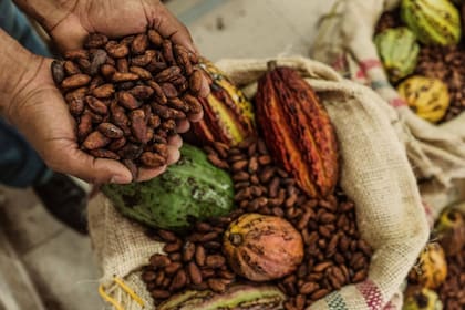 El cacao era símbolo de abundancia en la civilización maya (Foto: Archivo Particular)