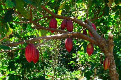 El cacao proviene del árbol Theobroma cacao