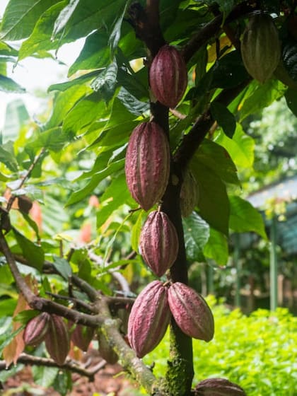 El cacao regula la presión arterial y el colesterol