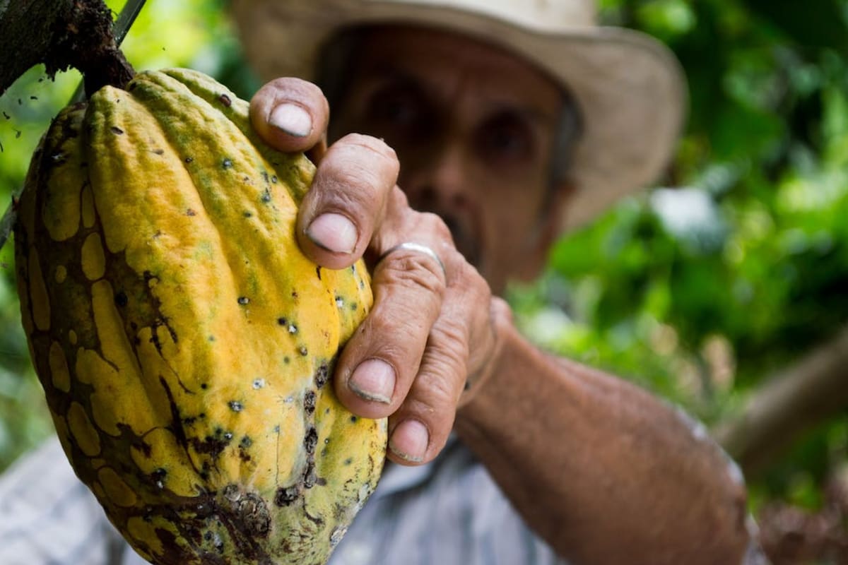El cacao tiene diversas propiedades para ayudar a la salud cardíaca (Foto Pexels)