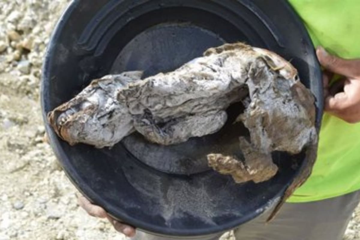 El cachorro de lobo fue encontrado perfectamente conservado, encerrado en permafrost por 57.000 años. Crédito: Gobierno de Yukón.