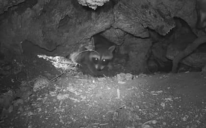 El cachorro de mapache se escondió en una esquina de la cueva (Captura: The Dodo)