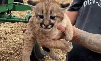 El cachorro de un puma que fue rescatado en el medio del campo