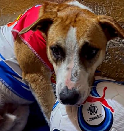 El cachorro fue bautizado por los hinchas como el "Firu Albirrojo" y rápidamente ganó popularidad (Captura: X)