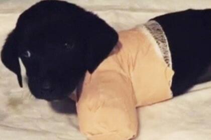 El cachorro murió tras que le amputaran sus cuatro patas