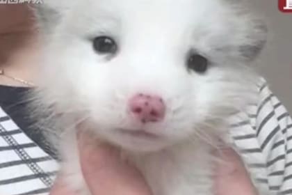 El cachorro resultó ser un zorro