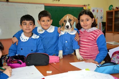 El cachorro se convirtió en la mascota de la escuela. Vive allí y los niños lo cuidan y alimentan.