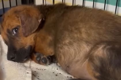 El cachorro se encontraba lleno de garrapatas de todos los tamaños