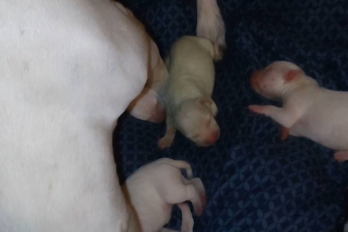 El cachorro sorprendió a todos (Foto: Video New York Post)