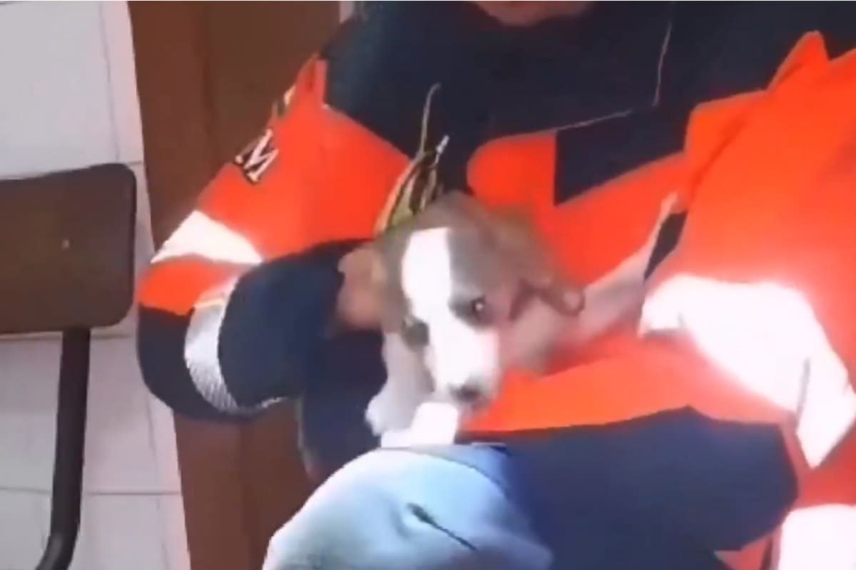 El cachorro tras el rescate por parte de los bomberos