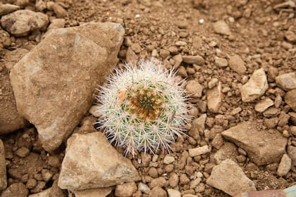 El cactus de Tanumé vive cercano a la costa, en los acantilados y maderas