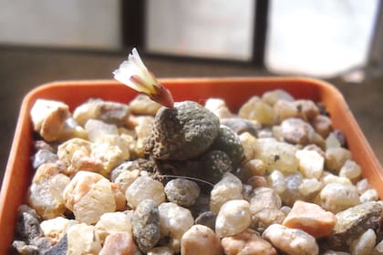 El cactus más pequeño de toda la familia de cactáceas. Se llama Blossfeldia liliputana y crece entre las grietas de las laderas montañosas.