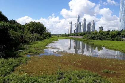 El cadáver de la mujer fue hallado frente a la Reserva Ecológica, en la zona de la Costanera Sur.