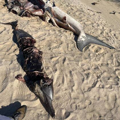 El cadaver del delfín apareció junto al tiburón blanco