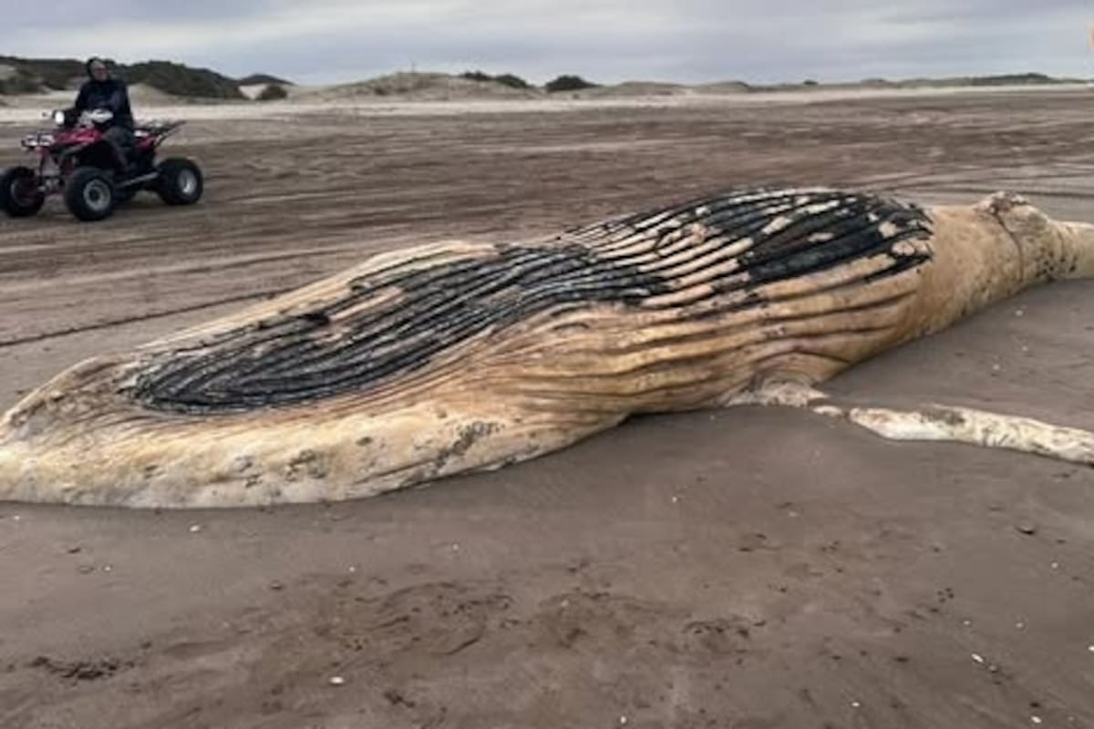 El cadáver fue encontrado sobre la playa de Punta Médanos