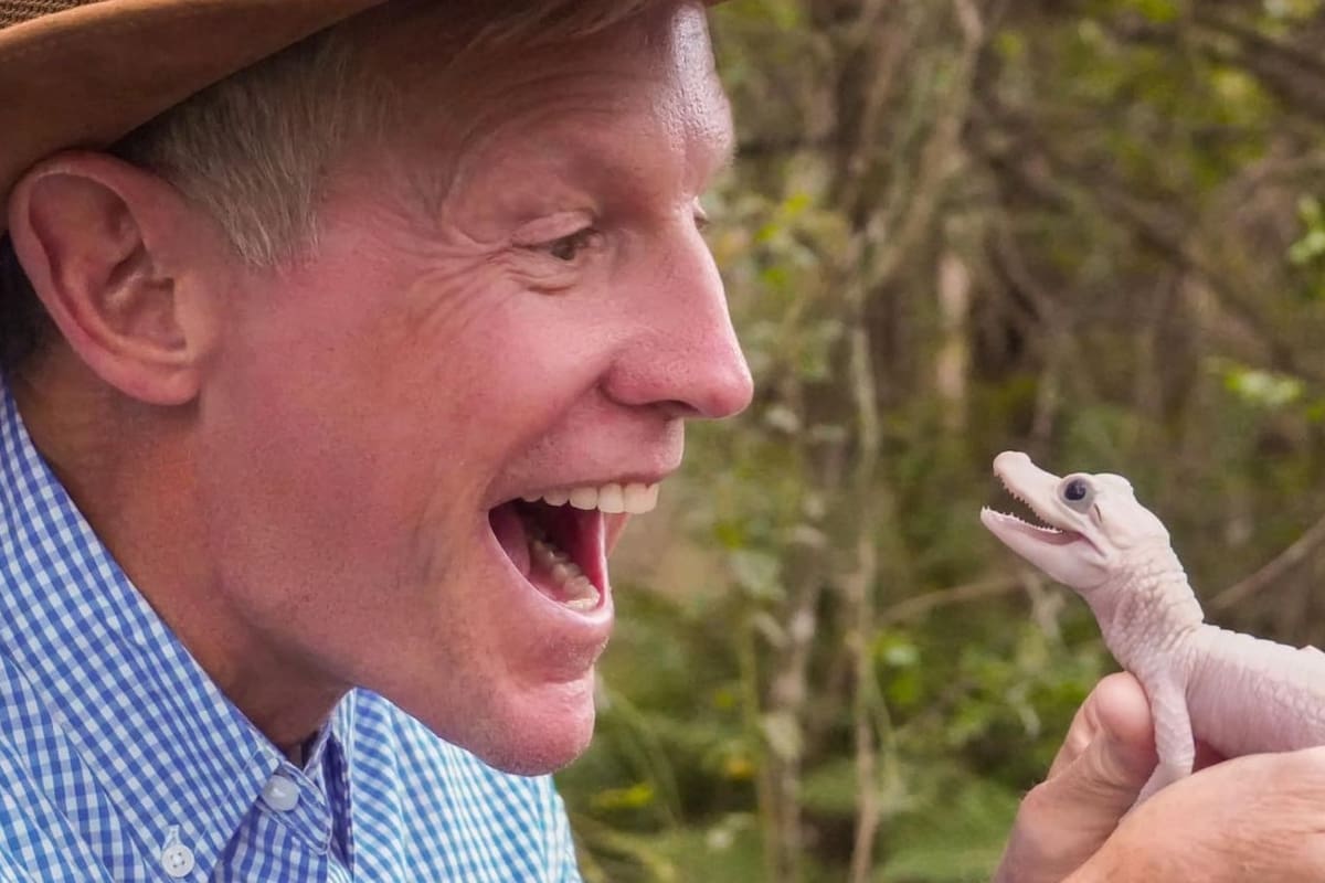 El caimán blanco nacido en Florida es único en el mundo