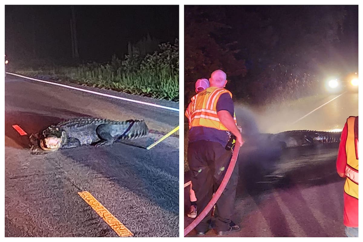 El caimán, de unos tres metros de largo, fue descubierto en una carretera muy transitada como es la River Road.