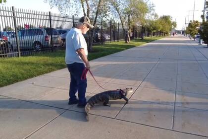 El caimán es un animal de apoyo emocional y acompaña a su dueño a todos lados