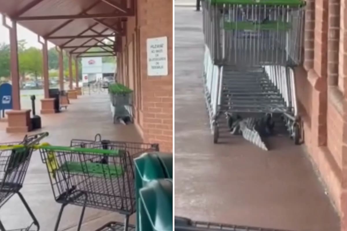 El caimán fue visto en las afueras de una tienda Publix en Carolina del Sur