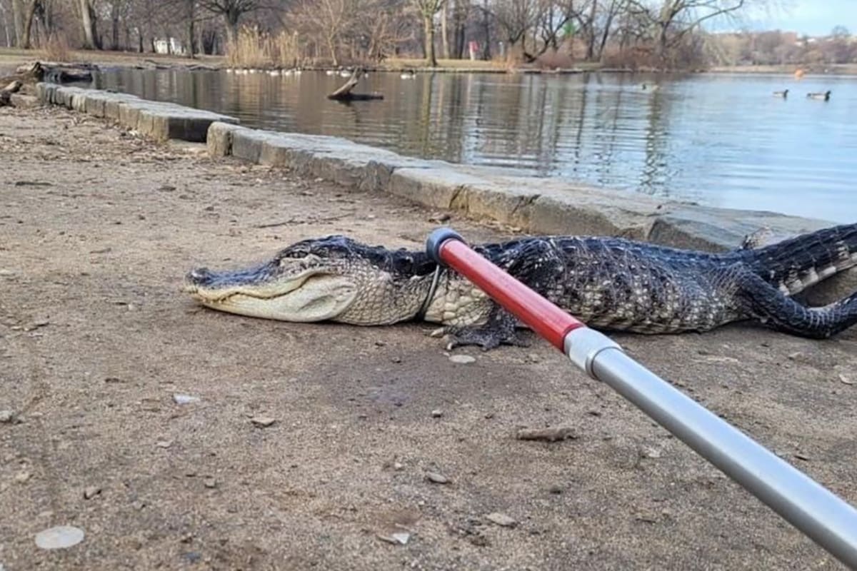 El caimán que fue encontrado en Prospect Park, en Brooklyn