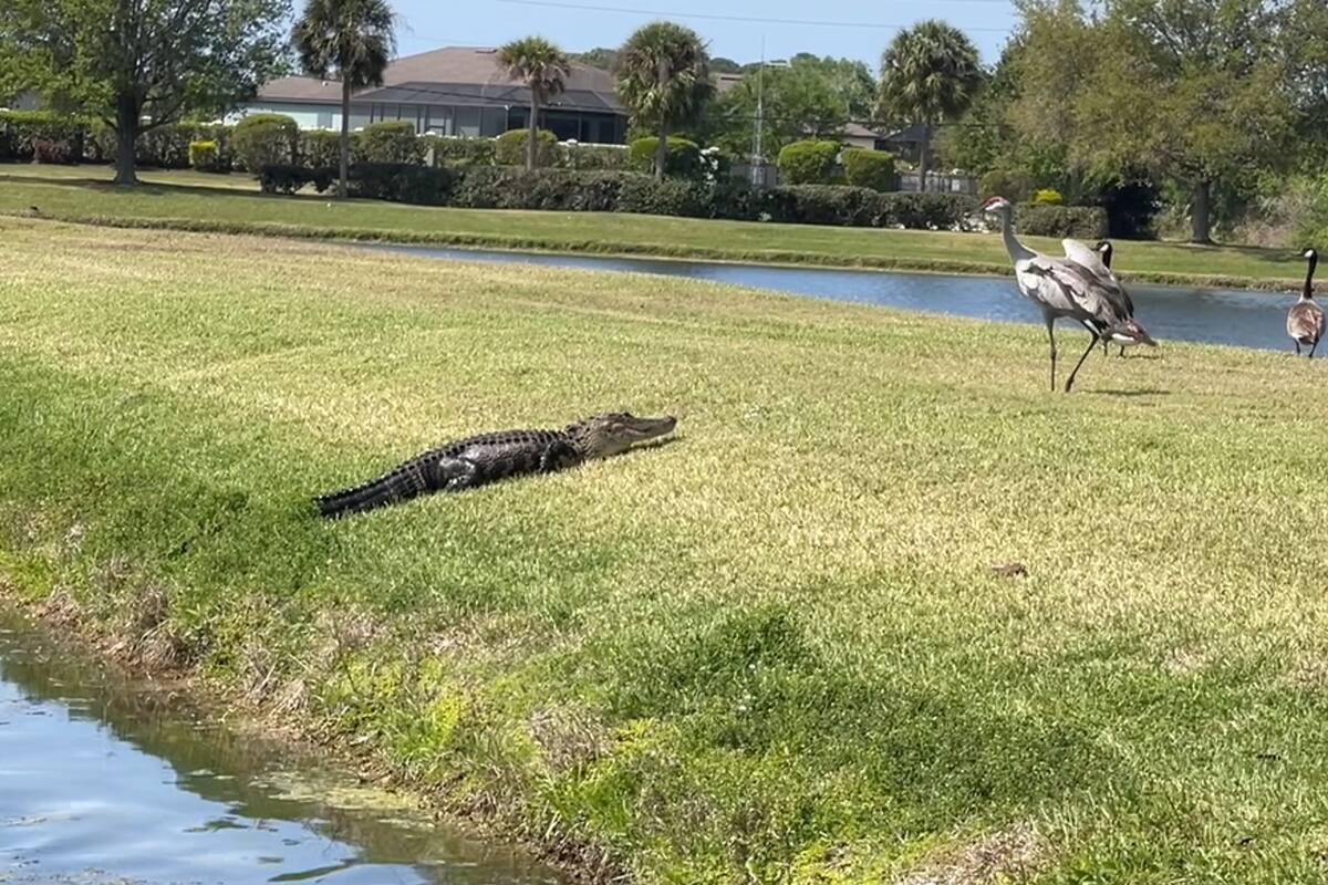 El caimán se alejó cuando la grulla abrió sus imponentes alas