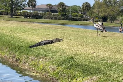 El caimán se alejó cuando la grulla abrió sus imponentes alas
