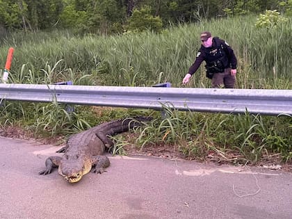 El caimán se colocó en la autopista por la mañana y a la noche volvió al lugar