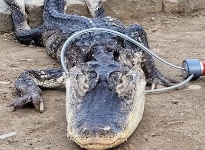 El caimán se encontraba en malas condiciones debido al clima frío de Nueva York