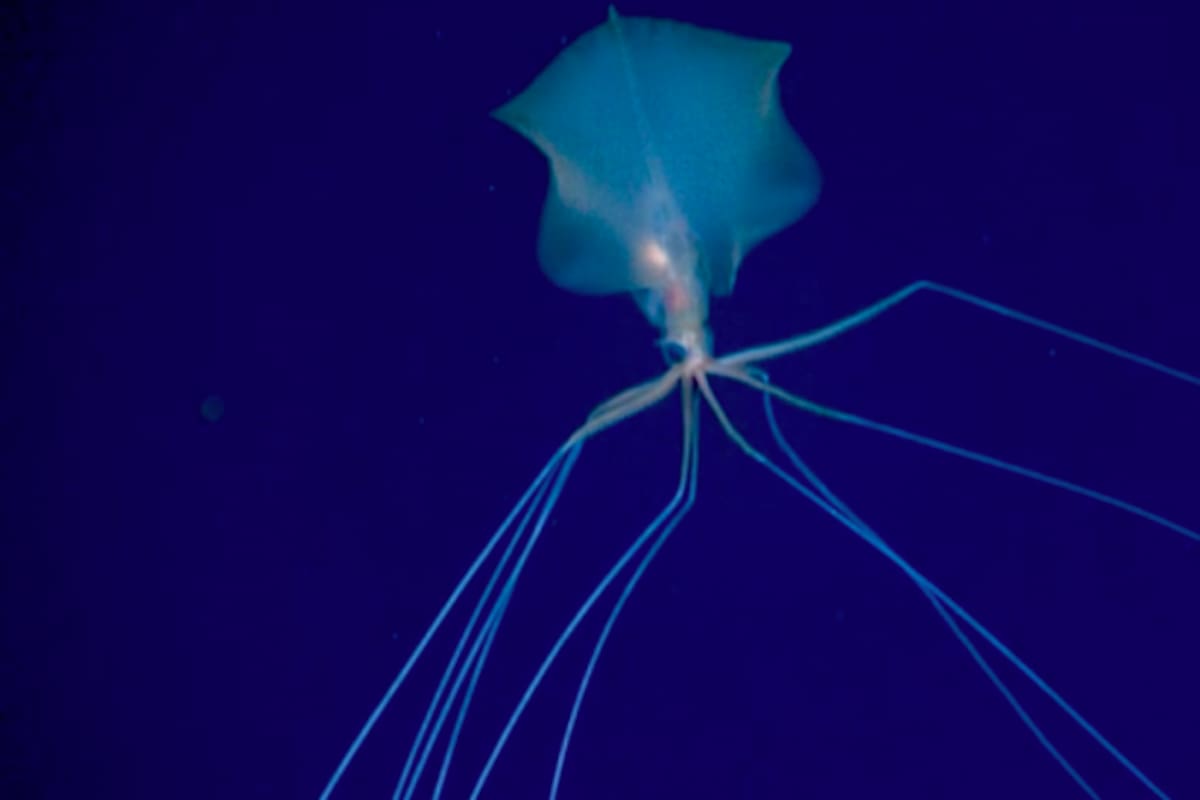 El calamar gigante divisado en el 2021