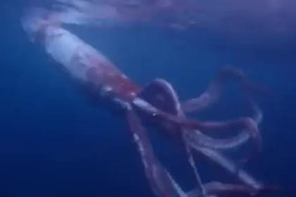 El calamar media 2.5 metros