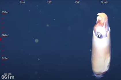 El calamar se caracteriza por su caparazón extremadamente ligero provisto de cámara interna que lo mantiene a flote. Fuente: YouTube @Schmidt Ocean