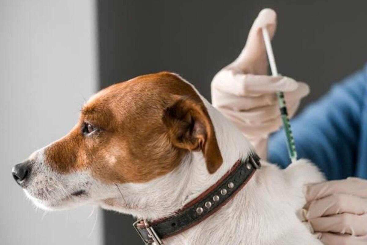 El calentamiento global afecta a varias mascotas, aunque el perro es el que más padece de sus efectos nocivos.