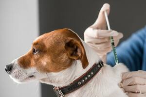 El calentamiento global afecta a varias mascotas, aunque el perro es el que más padece de sus efectos nocivos.