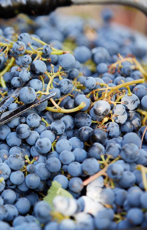 El calentamiento global complica el riego de las uvas y la producción vitivinícola de la Argentina y Chile