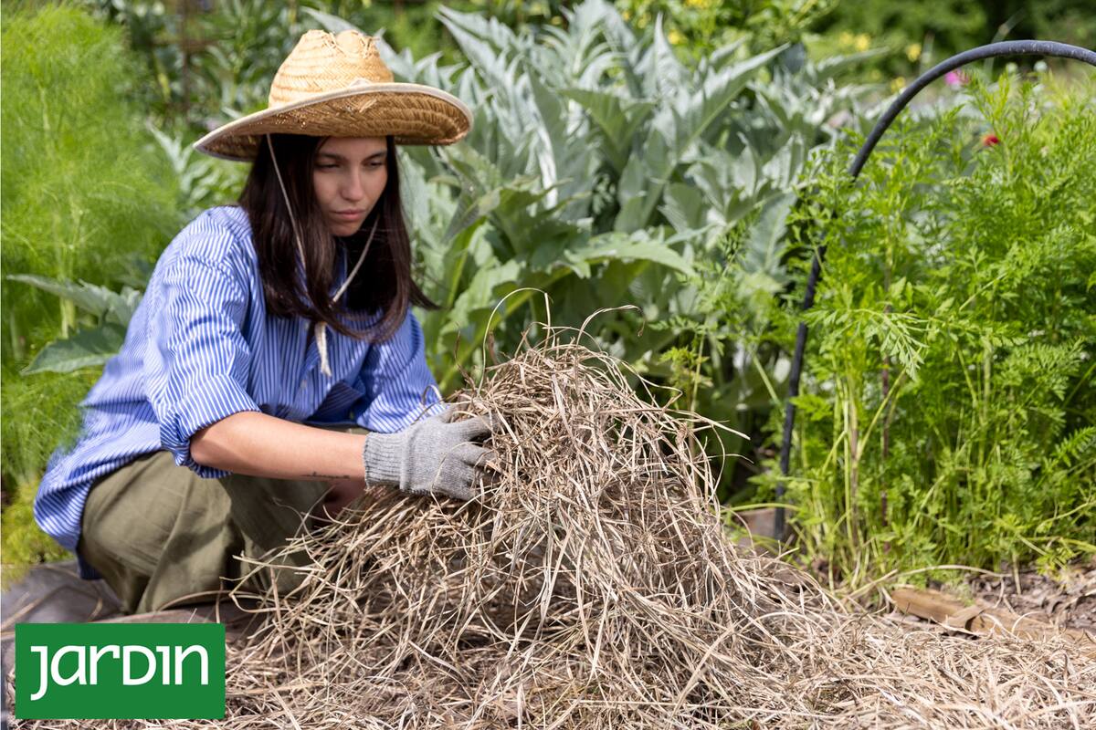 El calor, la radiación intensa y la falta de humedad pueden poner en jaque incluso a las especies más resistentes