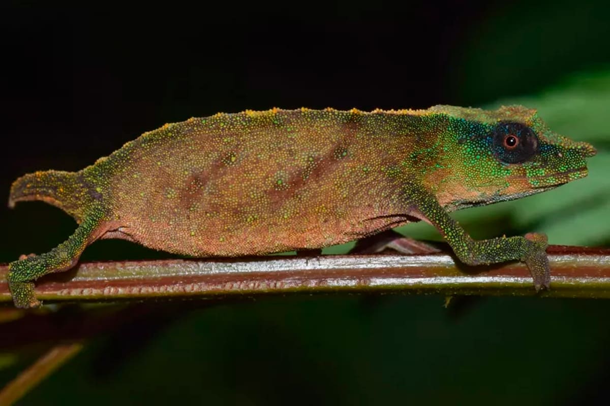 El camaleón Chapman’s pygmy (Rhampholeon chapmanorum) fue redescubierto en Malawi por un reciente expedición de científicos