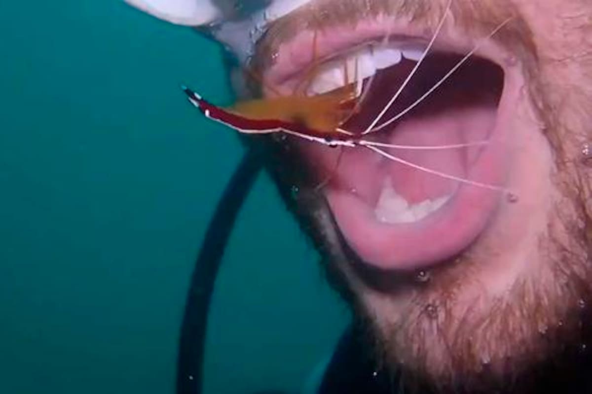 El camarón empezó a limpiar los restos de alimentos que encontró en la dentadura del buzo
