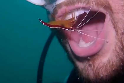El camarón empezó a limpiar los restos de alimentos que encontró en la dentadura del buzo