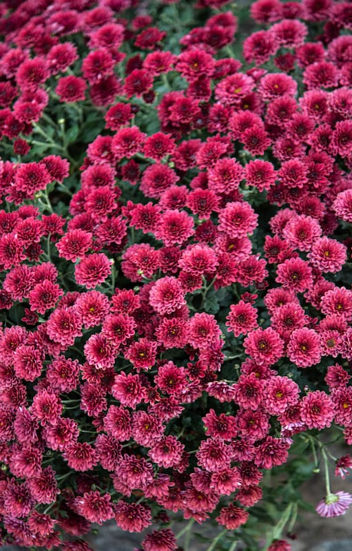 El cambio climático en zonas urbanas potencia una enfermedad que podría arrasar con sus flores