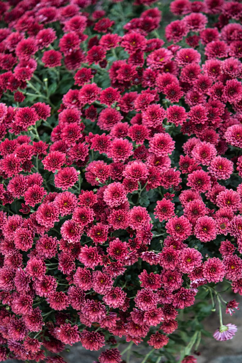 El cambio climático en zonas urbanas potencia una enfermedad que podría arrasar con sus flores