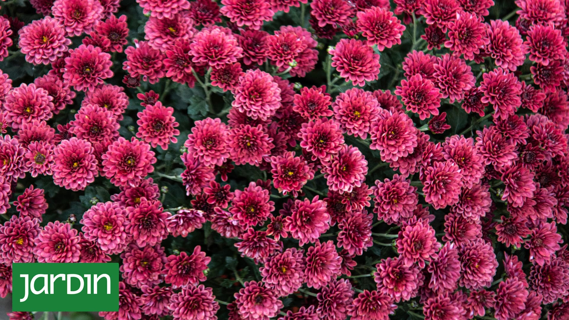 El cambio climático en zonas urbanas potencia una enfermedad que podría arrasar con sus flores