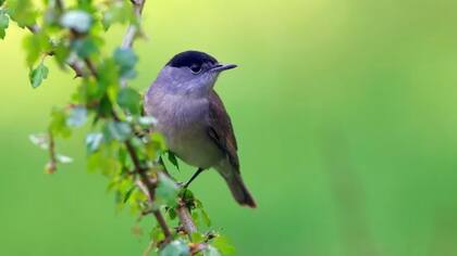 El cambio climático ha obligado a muchas aves migratorias a cambiar sus rutas